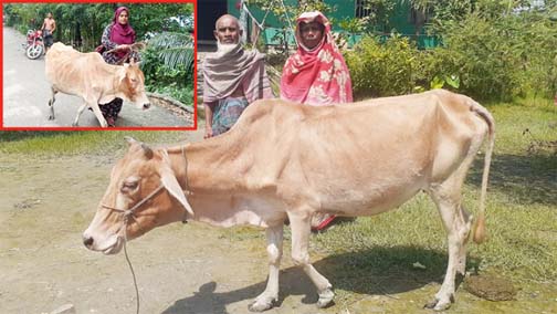 মালিক ফিরে পেল গরু, চাকরি গেল শেখ হাসিনার